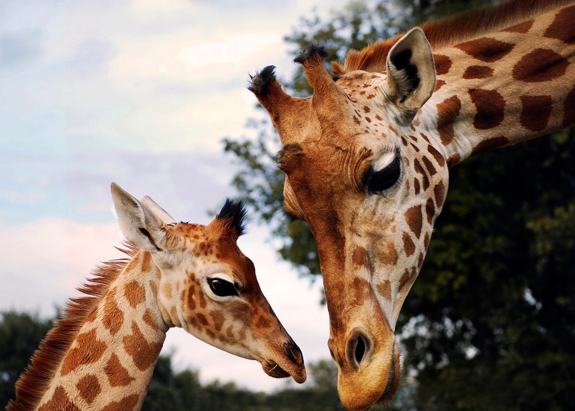 head-girafes-barben